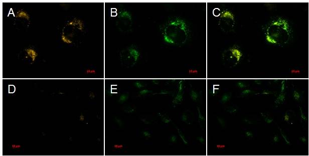 自噬荧光标记探针