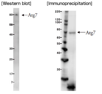 抗Atg7单克隆抗体（克隆号：ATG7-2）