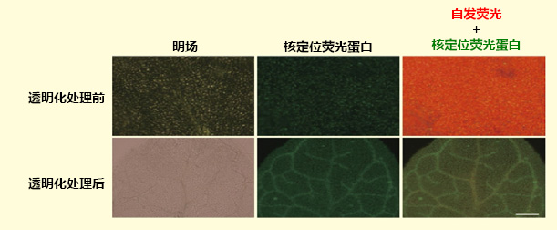 3015040599938423.jpg ClearSee™