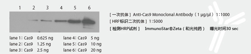 Cas9基因组编辑工具