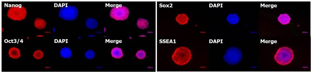 mESF 小鼠ES细胞培养基础培养基 / mESF 添加物