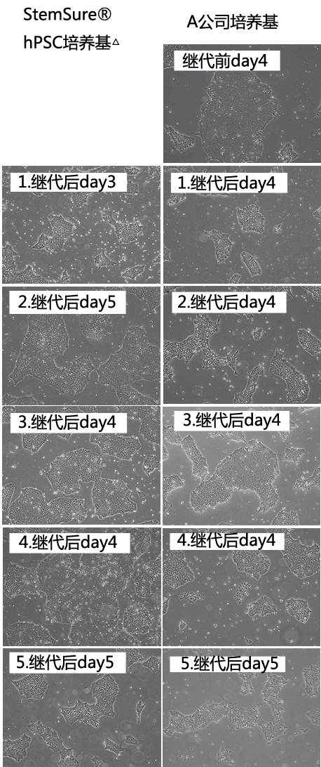 人多能性干细胞无血清培养基