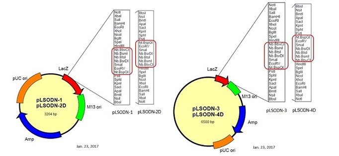 长单链DNA（ssDNA）制备试剂盒