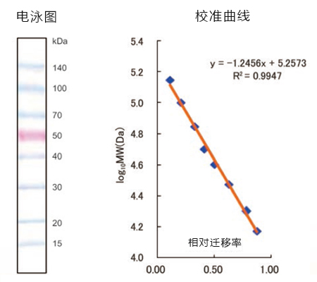 蛋白分子量标记