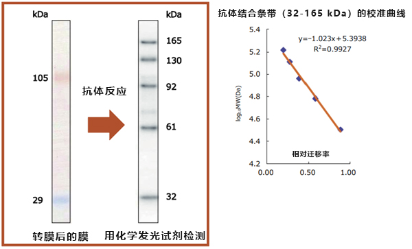 蛋白分子量标记