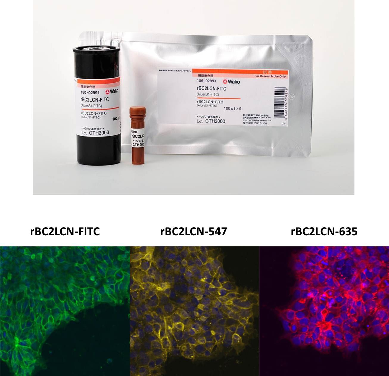 荧光标记rBC2LCN（AiLecS1）