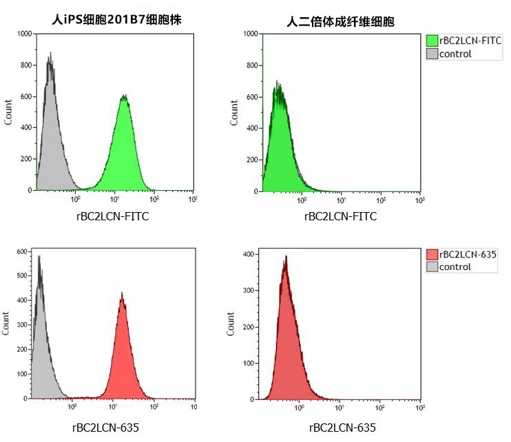 荧光标记rBC2LCN（AiLecS1）