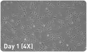 microRNA增强试剂盒