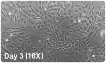 microRNA增强试剂盒