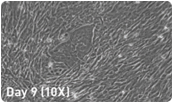 microRNA增强试剂盒