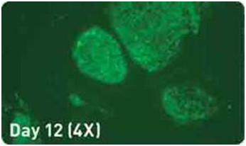 microRNA增强试剂盒