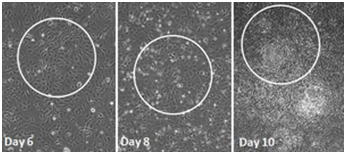 Stemgent® mRNA 重编程试剂盒