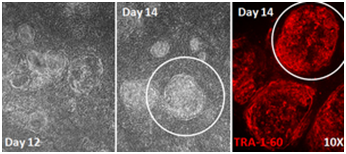Stemgent® mRNA 重编程试剂盒