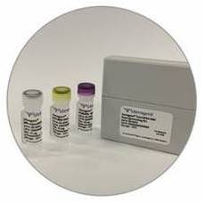Stemgent RNA™ -NM重编程试剂盒