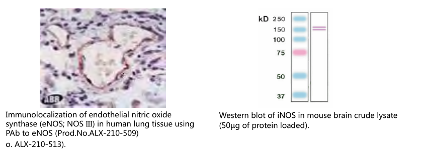 乳腺癌抗药性蛋白单克隆抗体 (BXP-53)