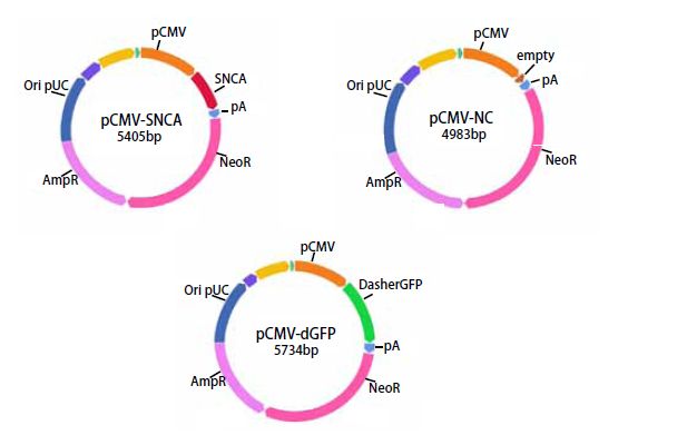 α-突触核蛋白聚集检测试剂盒