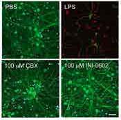 新型抑制剂INI-0602