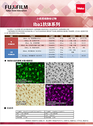 小胶质细胞/巨噬细胞特异性蛋白抗体--Iba1抗体，兔（免疫组化）
