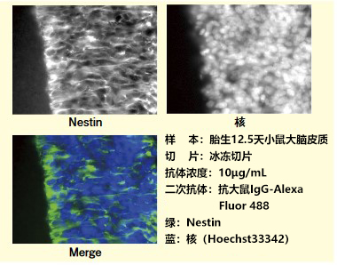 抗小鼠Nestin，大鼠单克隆抗体（7A3）