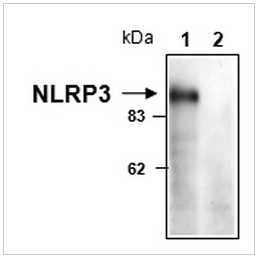 NLRP3抗体