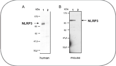 NLRP3抗体