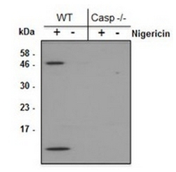 anti-Caspase-1 (p10) (mouse), mAb (Casper-2) 抗小鼠Caspase-1 (p10) 单抗(Casper-2)