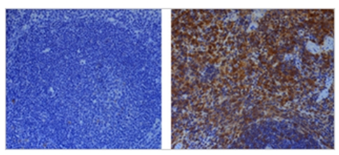 anti-Caspase-1 (p10) (mouse), mAb (Casper-2) 抗小鼠Caspase-1 (p10) 单抗(Casper-2)