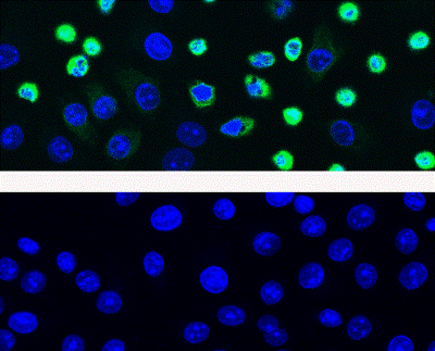 细胞凋亡M30 CytoDEATH™ 抗体