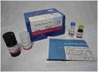 细胞增殖/毒性检测试剂盒