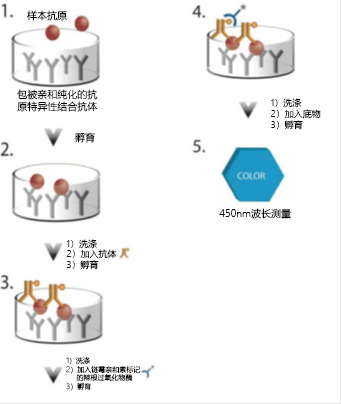 生物治疗中残留Protein A的检测方法的比较