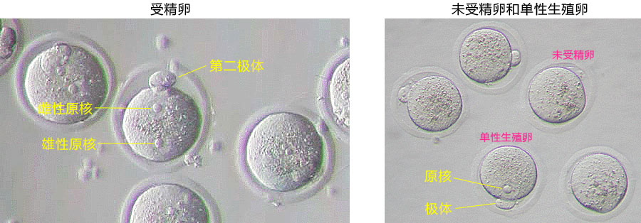 小鼠生殖工程学技术——6体外受精