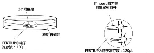 小鼠生殖工程学技术——1精子的冻存