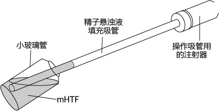 小鼠生殖工程学技术——1精子的冻存
