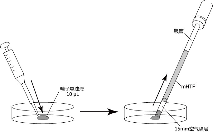 小鼠生殖工程学技术——1精子的冻存