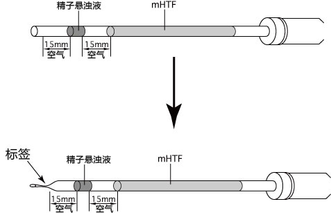 小鼠生殖工程学技术——1精子的冻存
