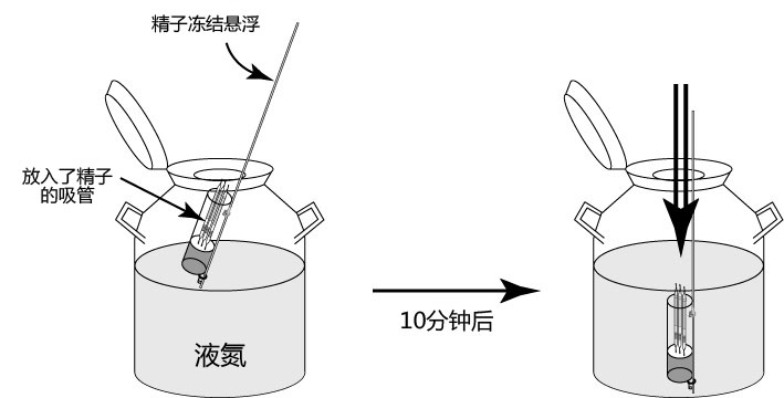 小鼠生殖工程学技术——1精子的冻存