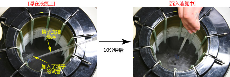 小鼠生殖工程学技术——1精子的冻存