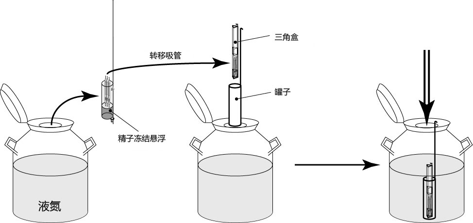 小鼠生殖工程学技术——1精子的冻存