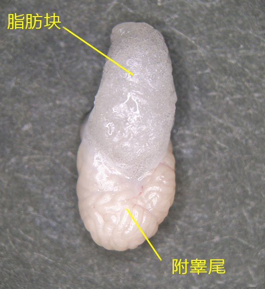 小鼠生殖工程学技术——3小鼠附睾尾部的低温运输