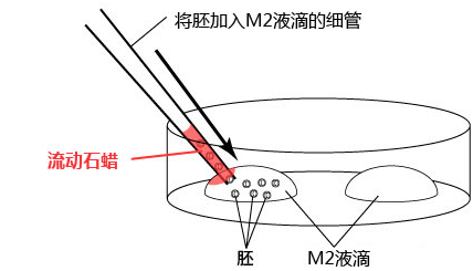 小鼠生殖工程学技术——5冻存运输小鼠２细胞期胚胎