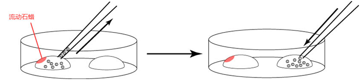 小鼠生殖工程学技术——5冻存运输小鼠２细胞期胚胎