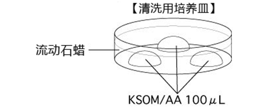 小鼠生殖工程学技术——5冻存运输小鼠２细胞期胚胎