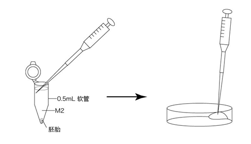 小鼠生殖工程学技术——5冻存运输小鼠２细胞期胚胎