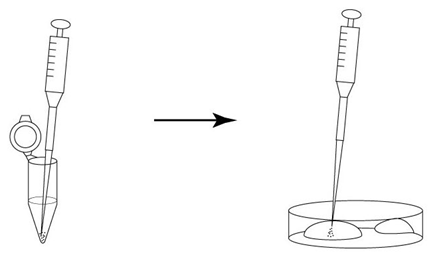 小鼠生殖工程学技术——5冻存运输小鼠２细胞期胚胎