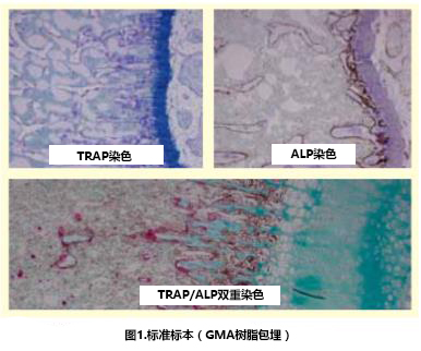 石蜡切片骨相关酶（TRAP，ALP）双重染色