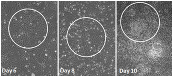 Stemgent&#174;干细胞研究——mRNA 重编程试剂盒-转染试剂