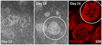Stemgent&#174;干细胞研究——mRNA 重编程试剂盒-转染试剂