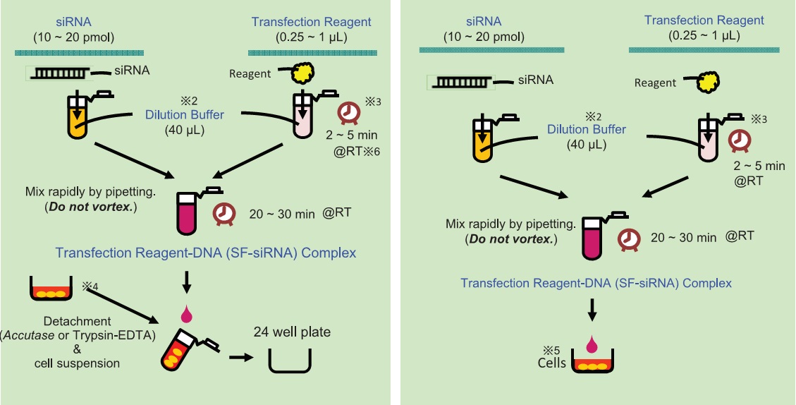 29575003ScreenFect&trade; siRNA   siRNA转染试剂-生物试剂