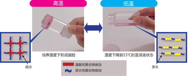 Iba1抗体免疫组化,Iba1抗体免疫组化优点