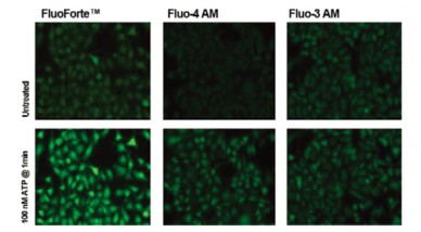 Enzo活细胞荧光染色——钙离子检测试剂盒 FluoForte&#174;-试剂盒